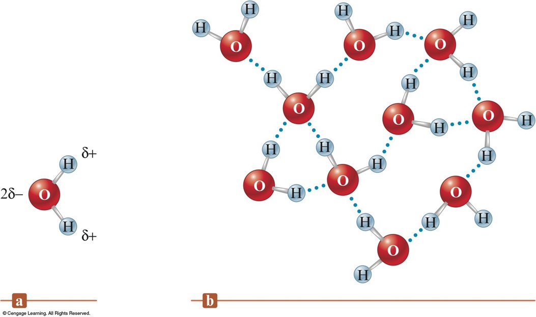 A set of water molecules who are pointing their partially positive hydrogen atoms are pointing at partially negative oxygen atoms on neighboring molecules.