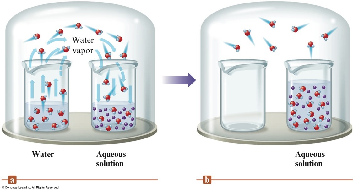 When a pure water beaker and a beaker containing an aqueous solution are placed together in a closed container, the water ends up getting tranfered from the pure water beaker to the aqueous beaker due to vapor pressure differences.