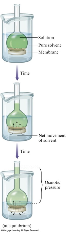 When a pure medium is exposed to a solution, at first the pure solvent flows into the solution. Over time the rate of solvent flowing in equals the rate flowing out and equilibrium is established.