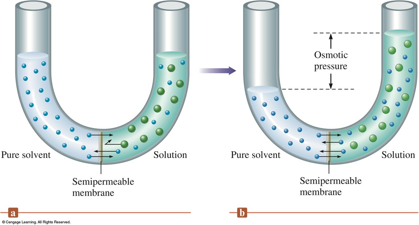 A u-shaped glass tube is fitted with a semipermeable membrane at the bend. Pure solvent is poured in one side while solution is poured in the other side to the same level. Solvent flows from pure solvent into the solution to increase the volume of the solution side. Eventually gravity overcomes the fource of the osmosis that level stops rising. The difference in the liquid levels is a measure of the osmotic pressure.