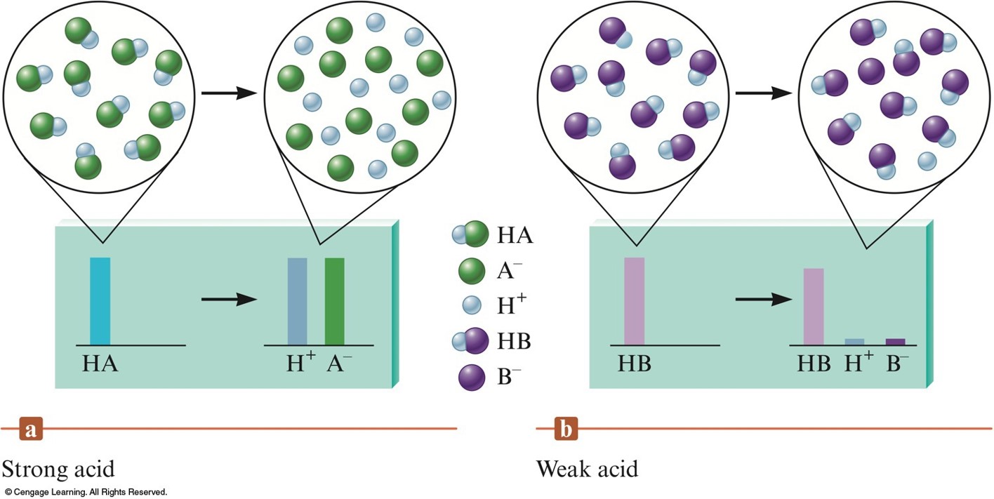 100% of strong acids molecules in water break up into their ions. Only a small fraction of weak acid molecules break up into their ions in water.
