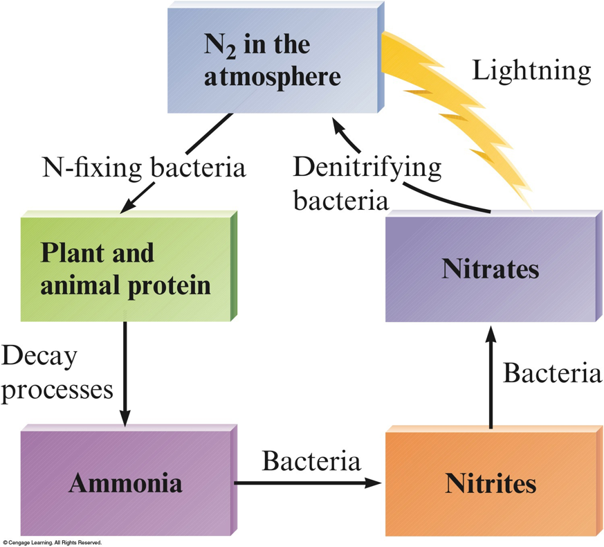 Nitrogen gas in the atmosphere is converted by nitrogen-fixing plants to plant and animal protein. This protein eventually decays to ammonia. Bacteria convert the ammonia to nitrites. Other bacteria convert the nitrites into nitrates. Denitrifying bacteria then convert the nirates into atmoshperic nitrogen.
