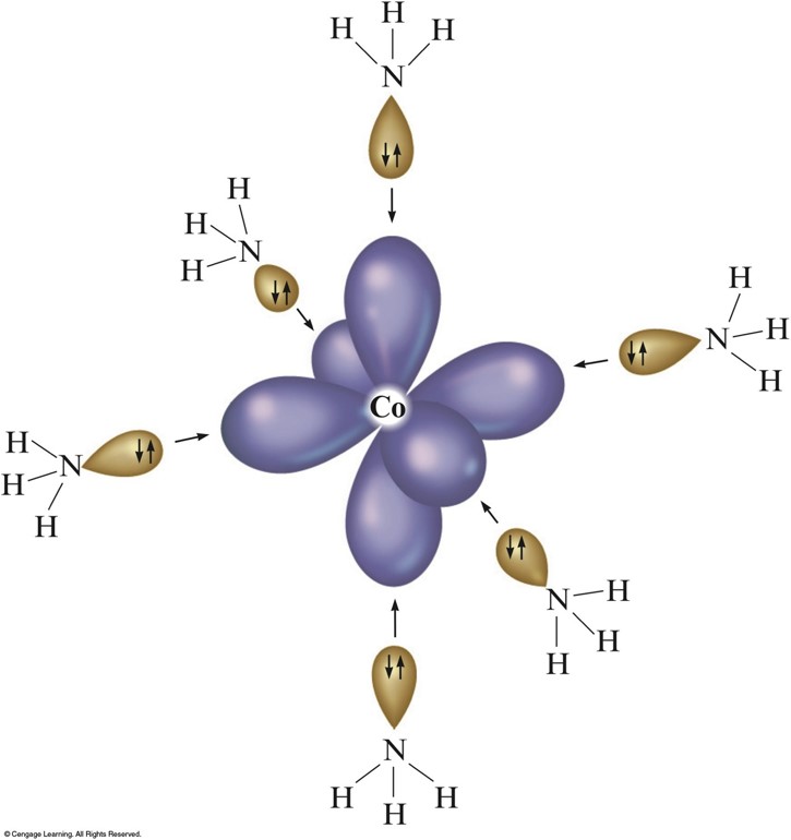 In hexaammonia cobalt(III), the ammonia molecules bond onto the cobalt ion with their lone pair attaching to the empty d2sp3 hybrid orbitals on the cobalt ions.