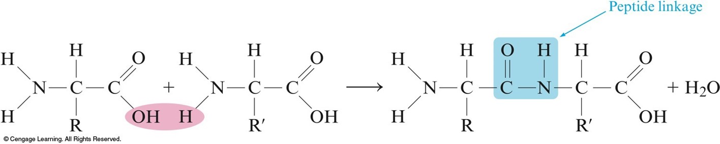 An OH group on one amino acid reacts with a H on the amine of another amino acid to form a bond. This bonded region is called a peptide linkage.