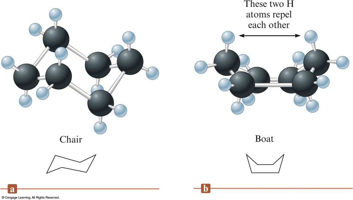 The chair form of cyclohexane has carbon atoms of the left and right (across from each other in the ring) one up and one down. The boat form has them both up.