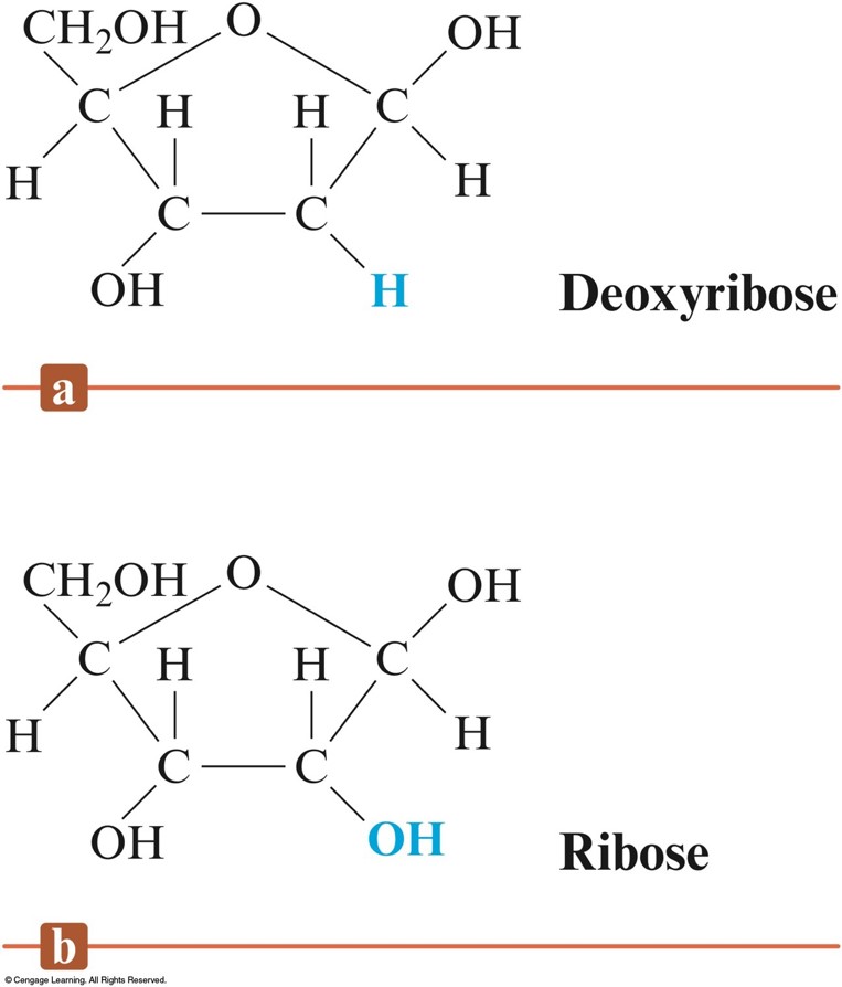 Both species are identical five membered rings. Ribose has one more OH group attached to the ring than deoxyribose.