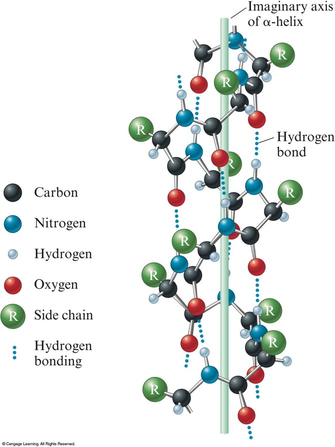Hydrogen bonding among the side groups in a long amino acid chain hydrogen bond to each other in such a way as to allow the chain to wrap itself around an imaginary axis into a helical arrangement.