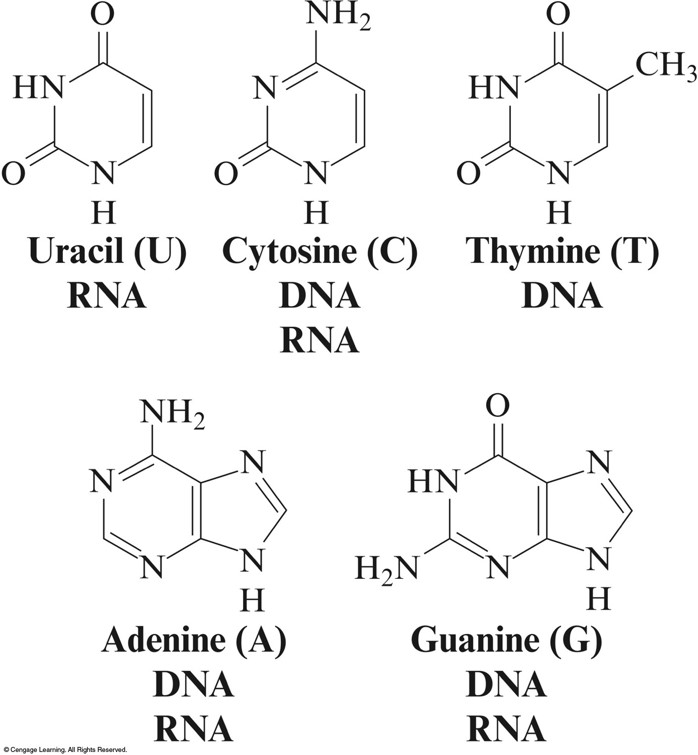 The five organic bases in DNA and RNA. Uracil (U, in RNA), cytosine (C, in both), thymine (T, in DNA), adenine (A, in both), and guanin (G, in both).