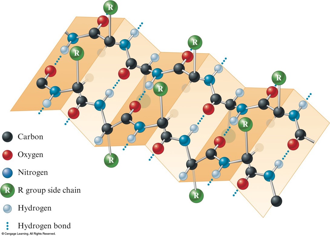Hydrogen bonding among the side groups in a long amino acid chain hydrogen bond to each other in such a way as to allow the chain to flatten itself around onto an imaginary plane.