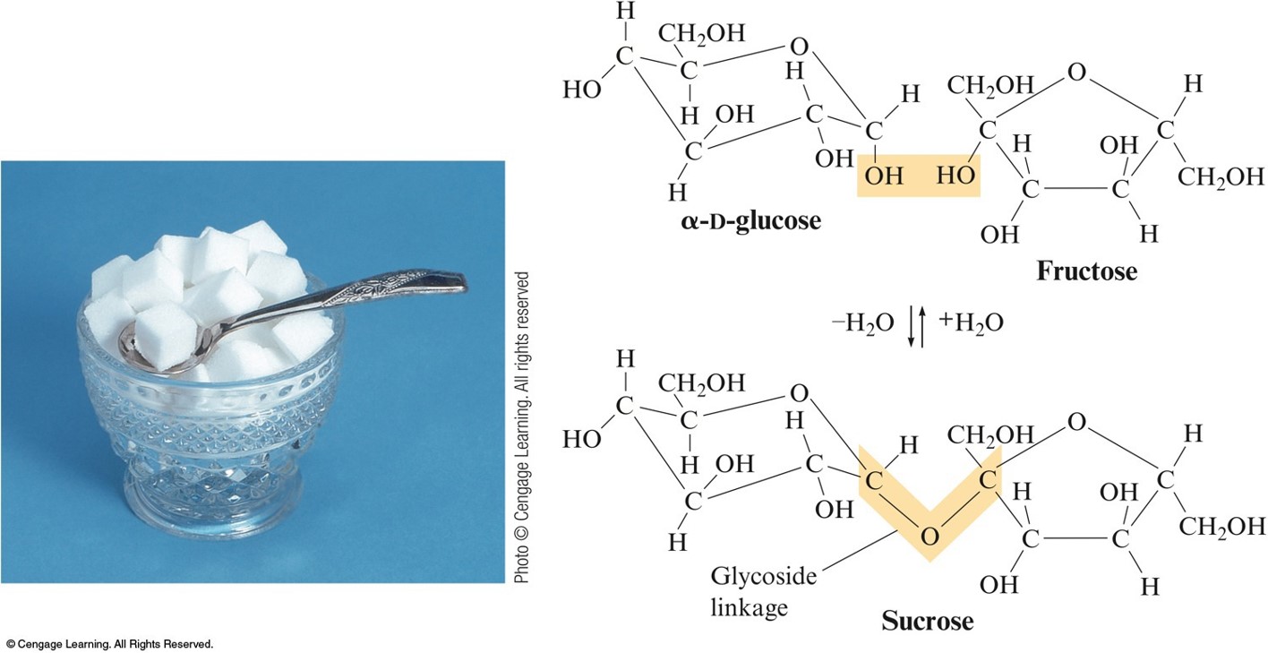 An OH group on alpha-D-glucose reacts with the OH group on fructose to form sucrose.