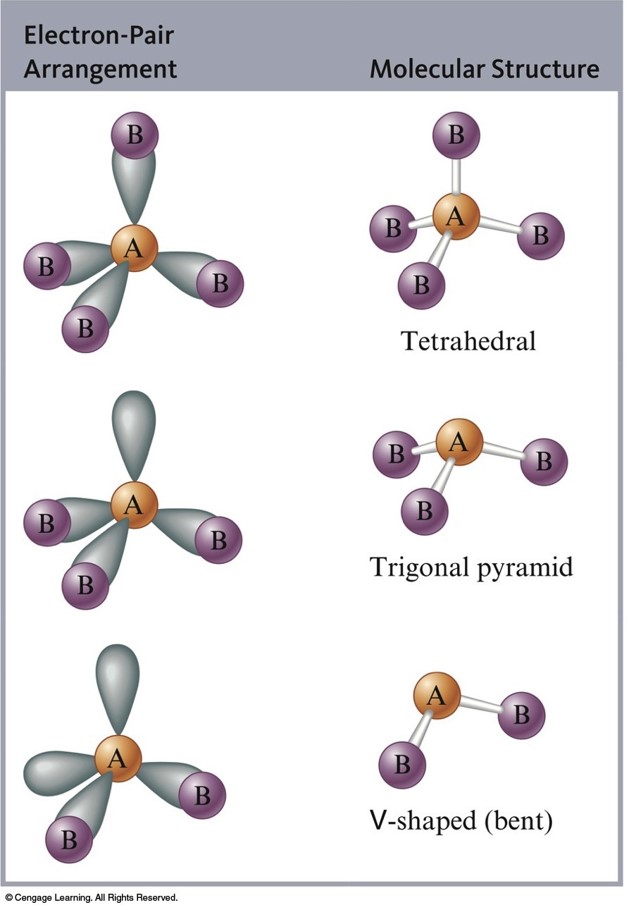 A central atom bonded to four atoms with no lone pairs has a tetrahedral shape. A central atom bonded to three atoms with one lone pair has a trigonal pyramidal shape. A central atom bonded to two atoms with two lone pairs is v-shaped or bent.