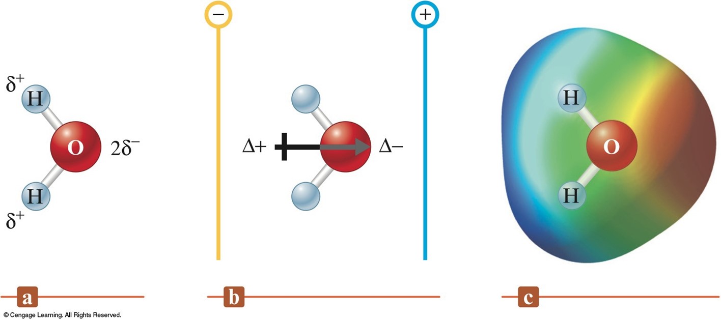 In water, the hydrogen atoms are partially positive and the oxygen is partially negative. The water molecule will points its hydrogen end towards a negatively charged plate and its oxygen end towards a positively charged place. The electrons have a higher probability of being at the oxygen end rather than the hydrogen end.