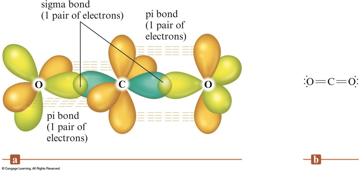 A graphical representation carbon dioxide with the central carbon atom forming a sigma bond with each oxygen atom and a pi bond with each of the oxygen atoms.