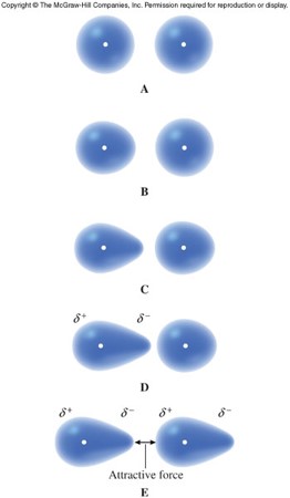 A series of images showing electron clouds fluctuating in time and forming a short lived bulge and therefore a small dipole moment.