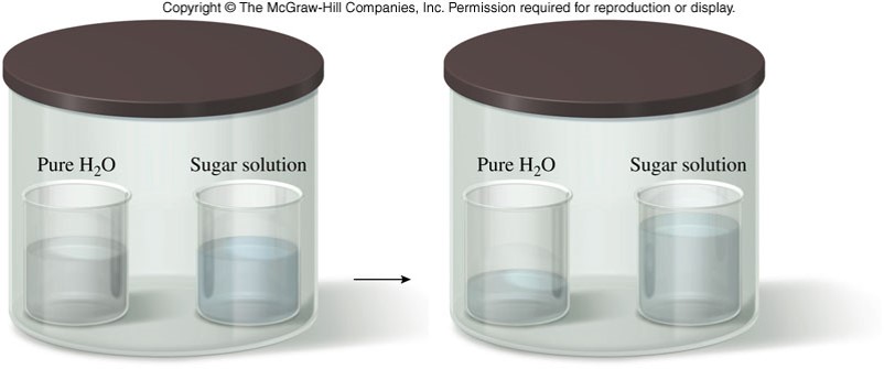 Two beakers, one with pure water and the other a sugar solution, are placed in a sealed container. Over time, the volume of pure water drops while the volume of the sugar solution increases.