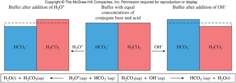 A graphic showing that in a buffer with equal parts carbonic acid and bicarbonate, if we add an acid we lose some bicarbonate and get carbonic acid and if we add a base we lose some carbonic acid and get bicarbonate ions.