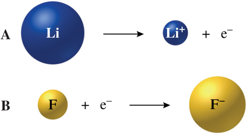 A graphic showing that the lithium atom decreased in size when it loses and electron. It also shows that the fluorine atom increases in size when it gains an electron.
