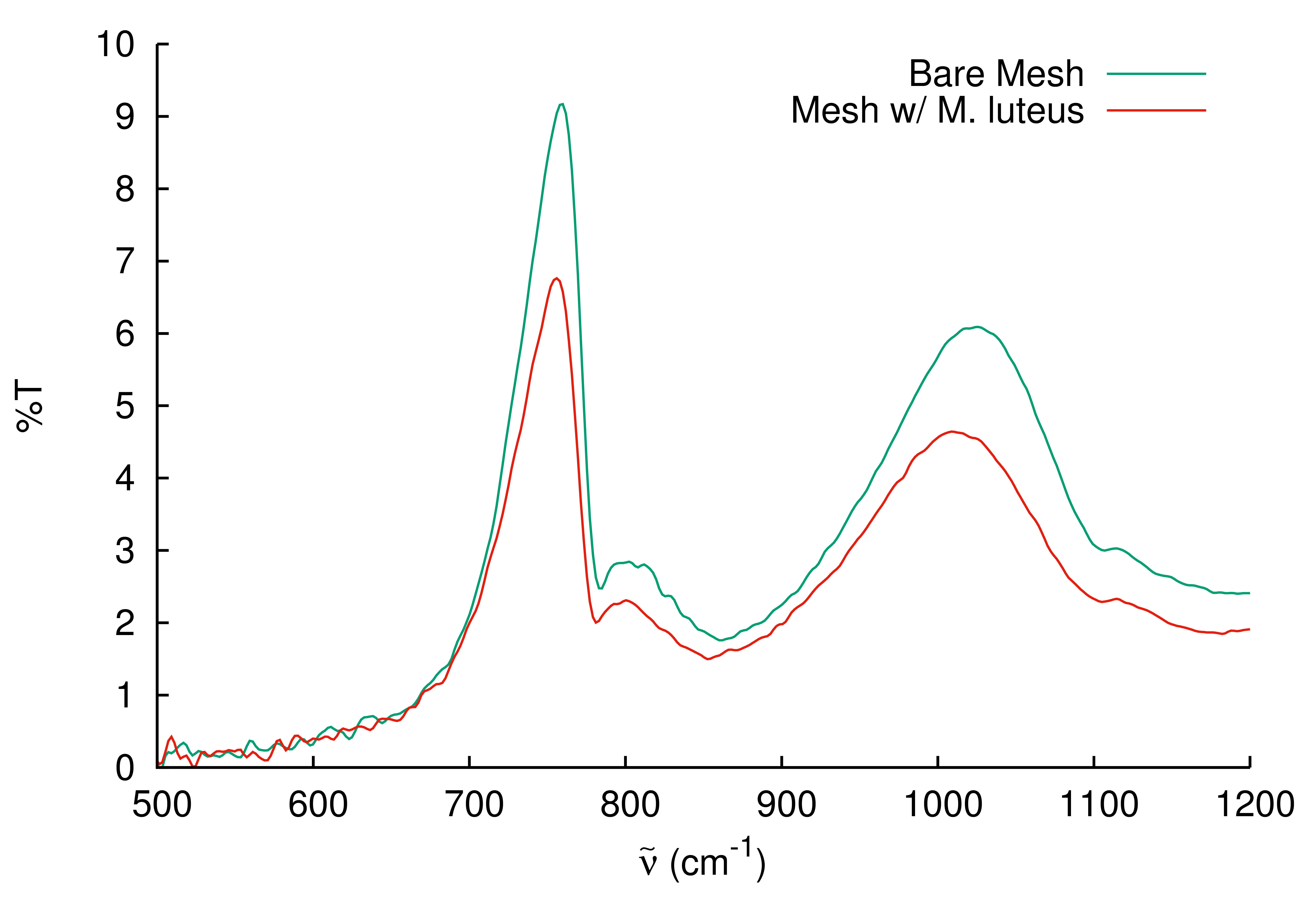Transmission spectrum of a mesh with and without M. luteus zoomed in on the region from 500 - 1200 wavenumbers.