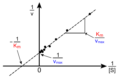 A plot of 1 over rate versus 1 over substrate concentration is linear. The slope of the line is Km over Vmax and the y-intercept is -1 over Vmax.