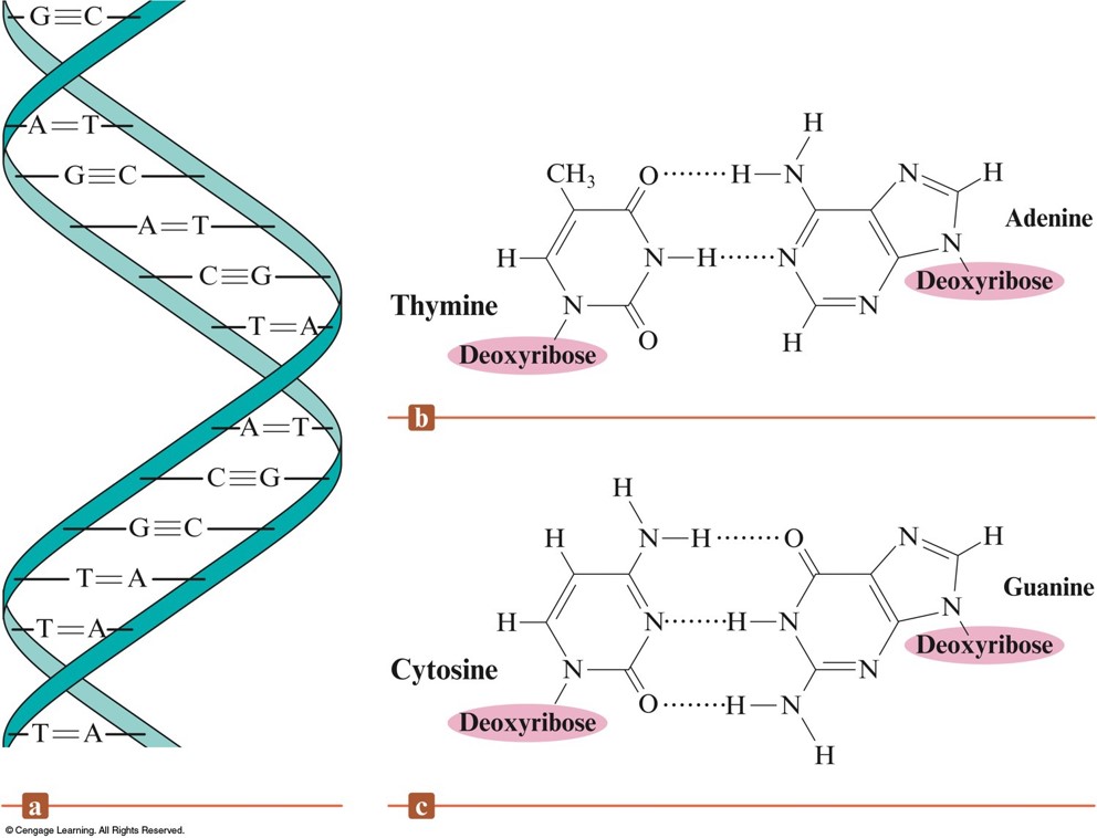 In DNA, thymine can hydrogen bond with adenine while cytosine can hydrogen bond with guanine. It's these hydrogen bonds that cause the DNA to wrap into a double helix as well as holding the two chains together.