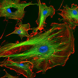 Endothelial cells are stained and certain parts of the cells appear blue, green, and red.