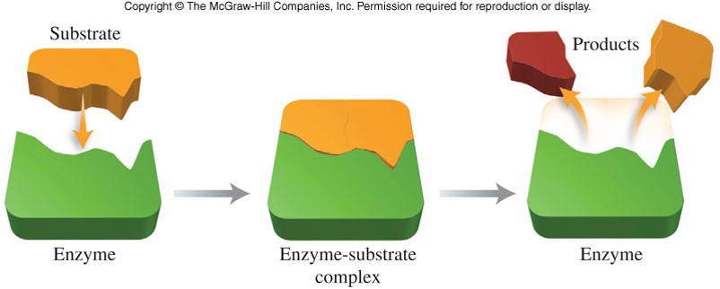 A graphic showing a substrate attaching to an enzyme, the enzyme-substrate complex, and then the products being ejected from the enzyme.